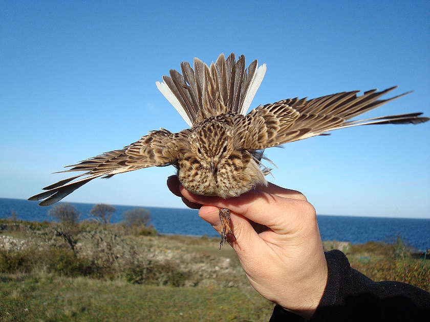 Eurasian Skylark, Sundre 20090511